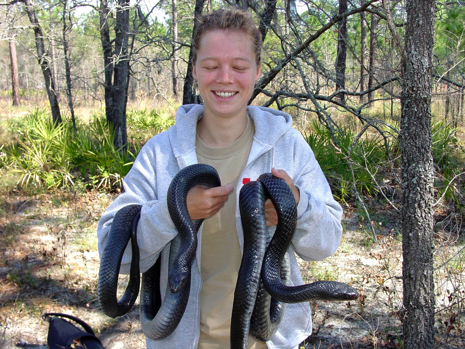 Two Adult Drymarchon couperi